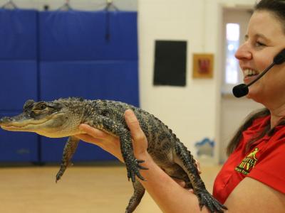 Closer view of handler with alligator