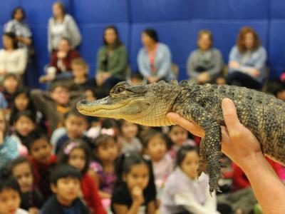 Close up of alligator, crowd of students in background