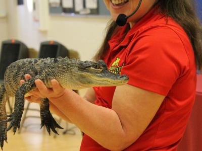 Handler holds alligator flat as if it was a baby