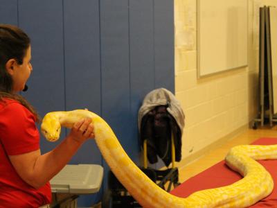 Handler lifts python's head off table